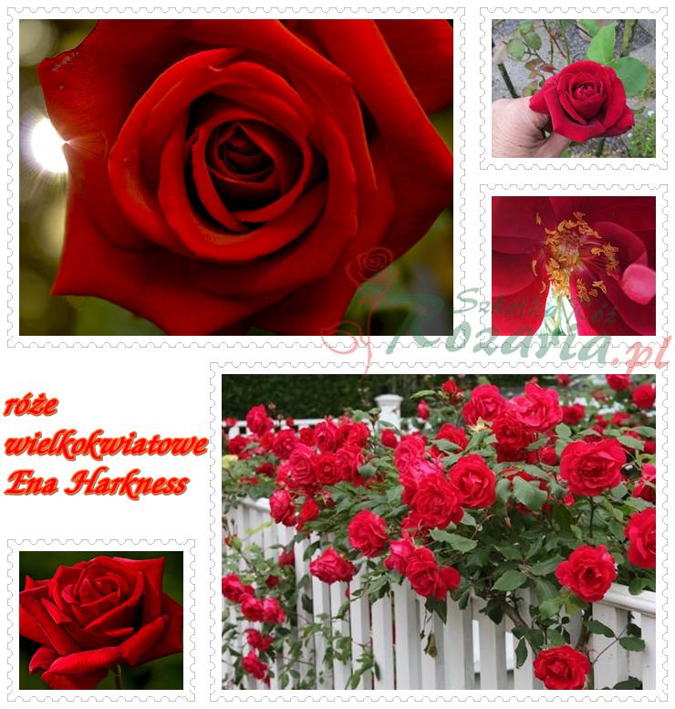 wielkokwiatowe róże Ena Harkness