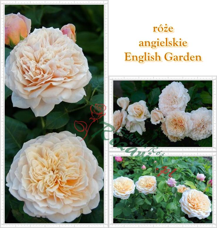 róze angielskie English Garden