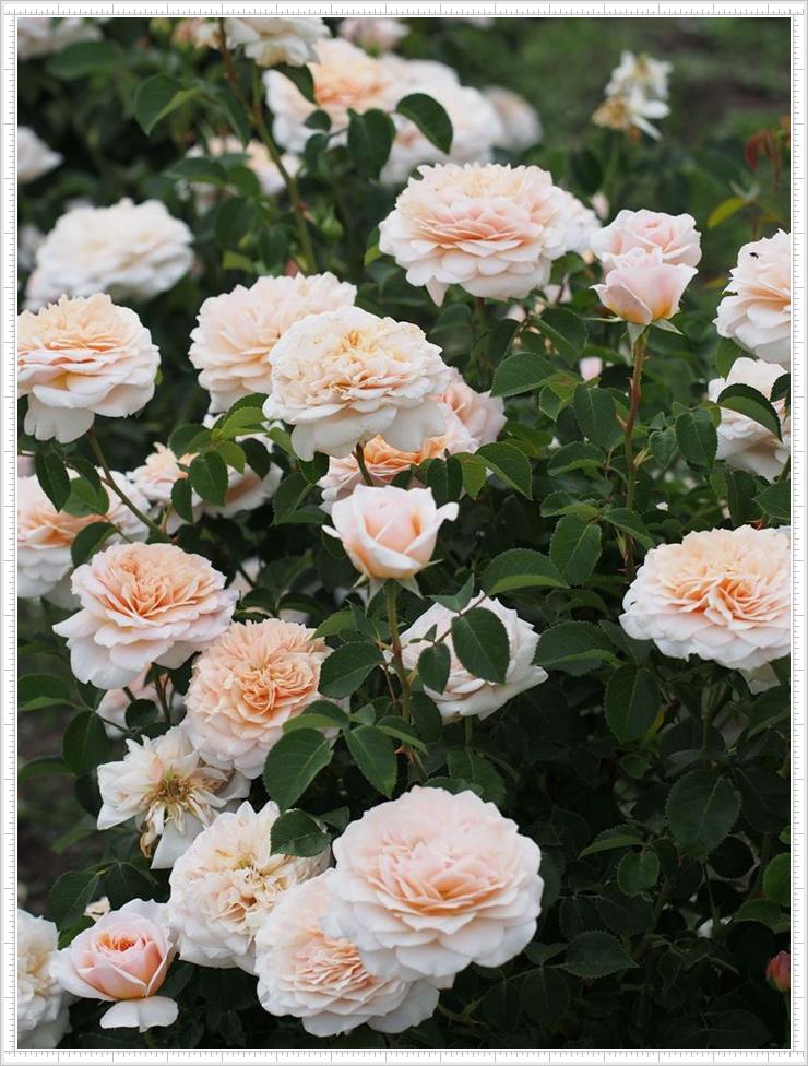 English Garden róze angielskie