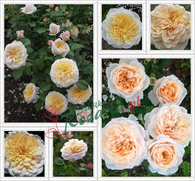 angielskie róze English Garden
