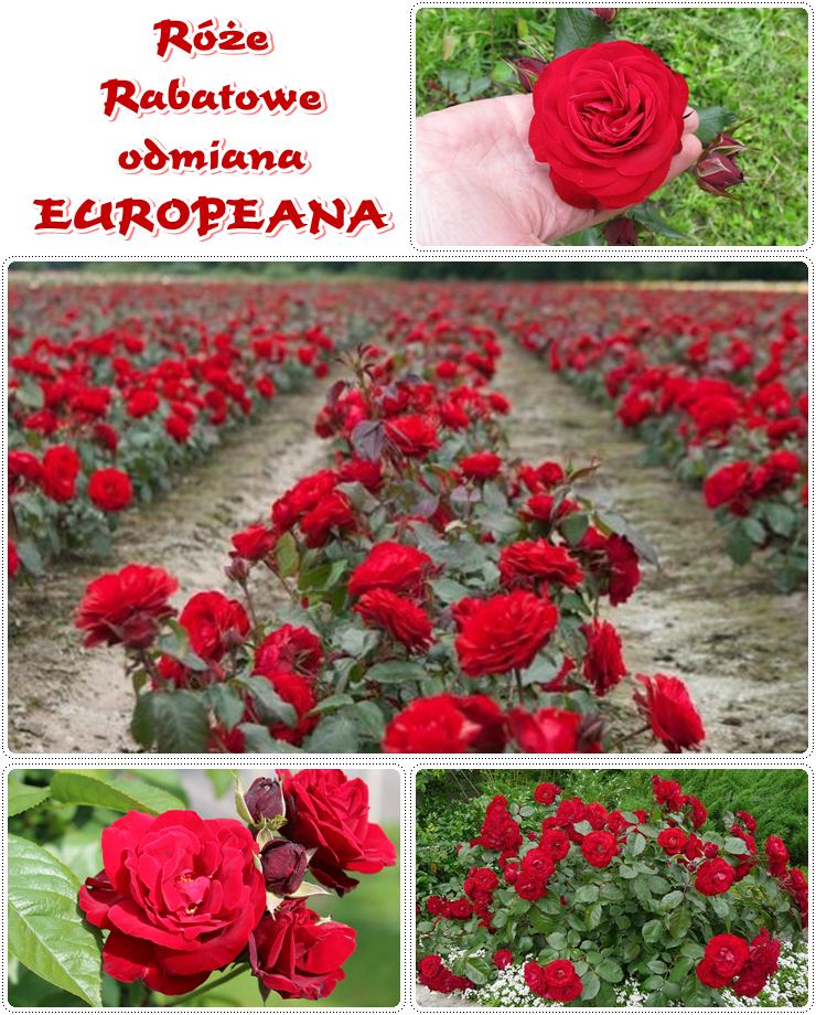 czerwone róże rabatowe Europeana