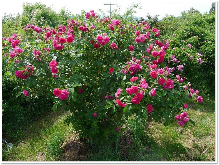 F. J. Grootendorst roze parkowe