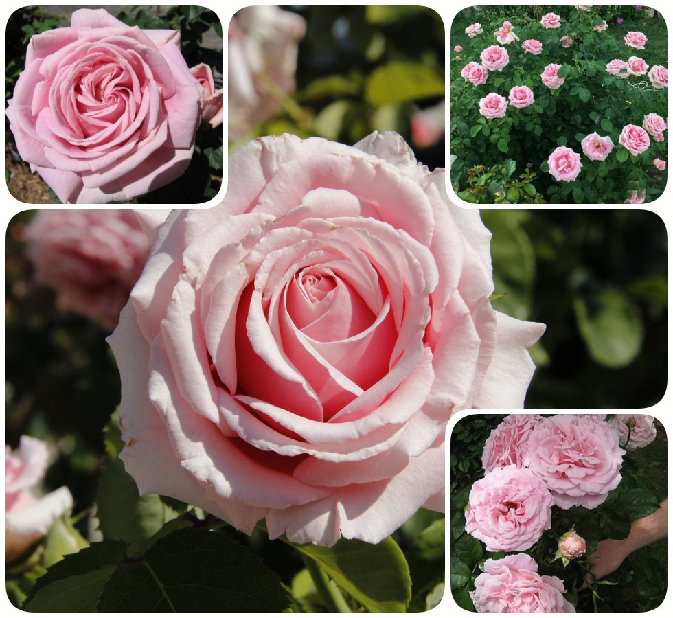 pachnące róże wielkokwiatowe Frederic Mistral