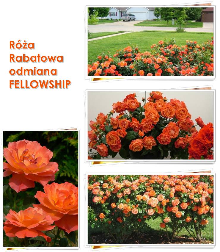 pomarańczowa róża rabatowa Fellowship