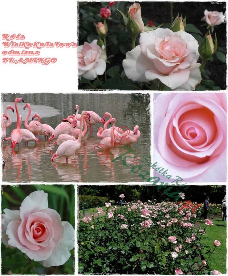 róże wielkokwiatowe Flamingo