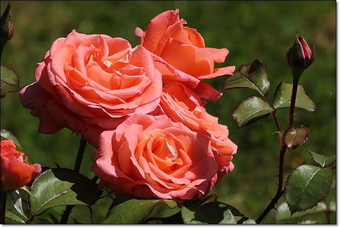 róże wielkokwiatowe Folklore od Pani Jolanty ze Szczecina