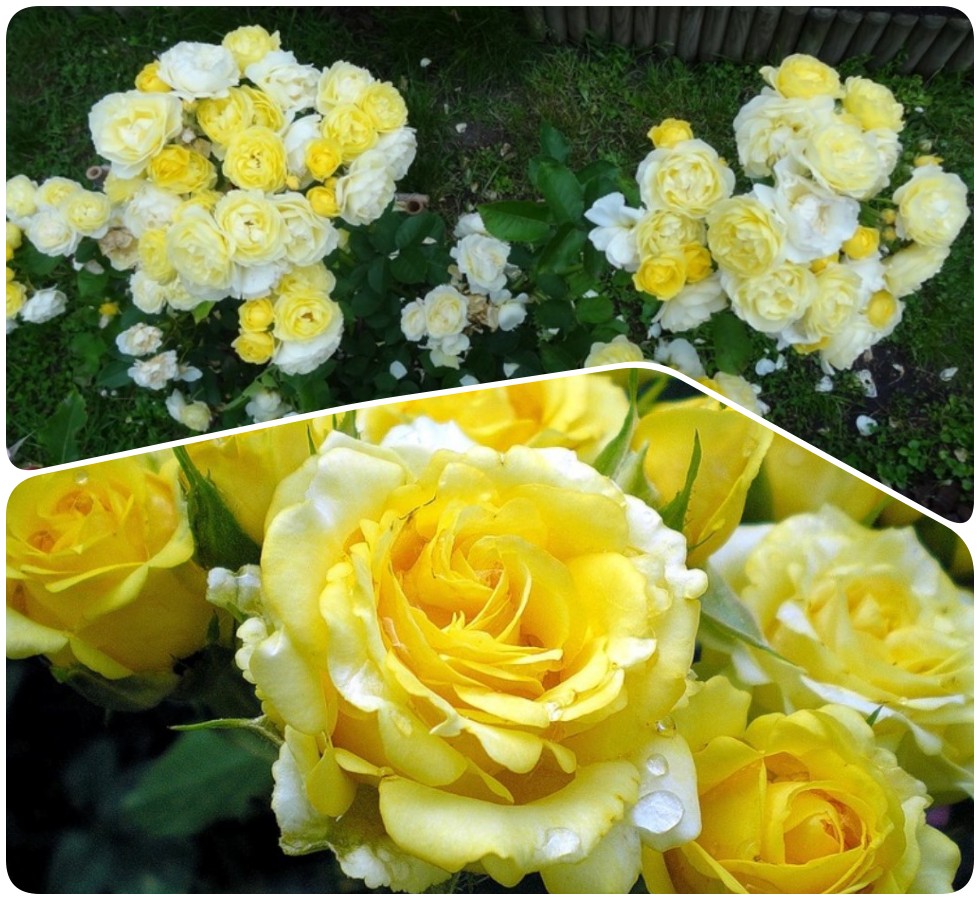 żółte róże rabatowe GOLDEN BORDER