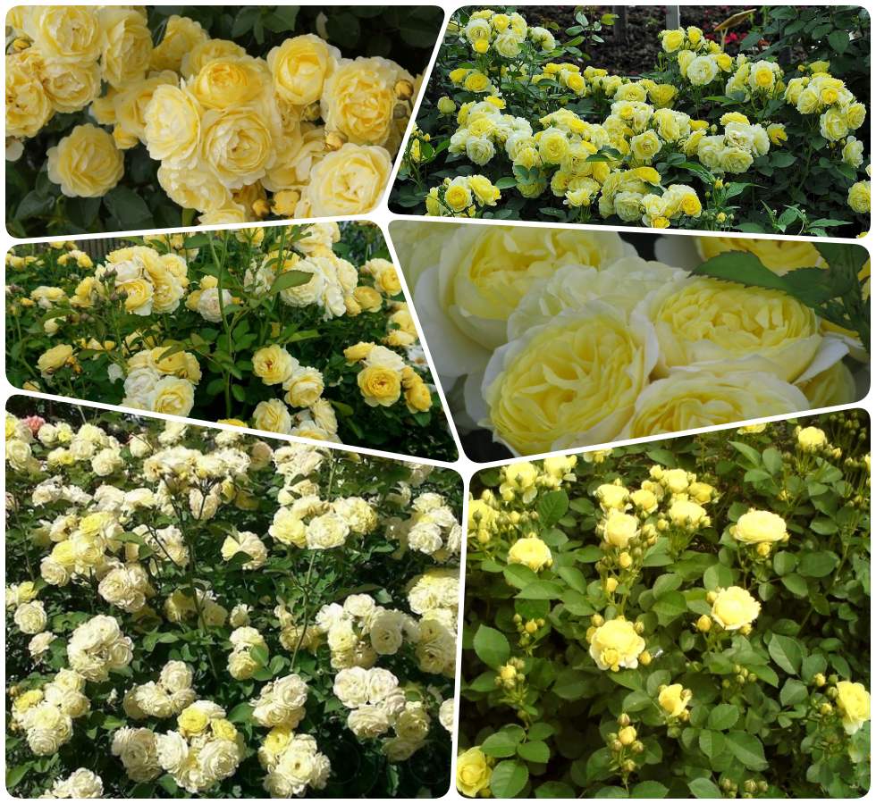 Golden Border róże żółte rabatowe