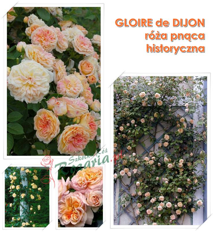 róże historyczne gloire de dijon