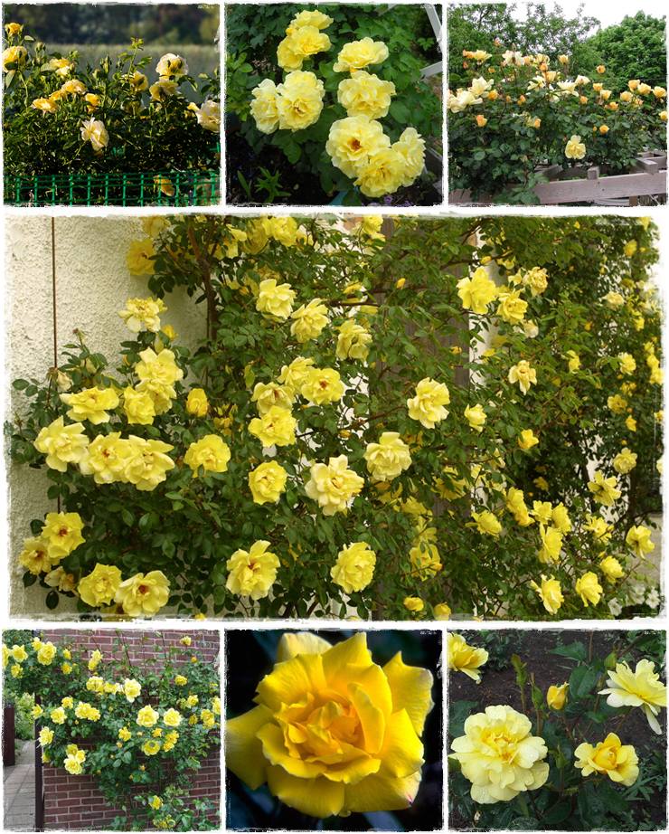 Golden Showers żółte róże pnące