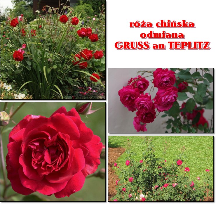 Gruss an Teplitz róże chińskie