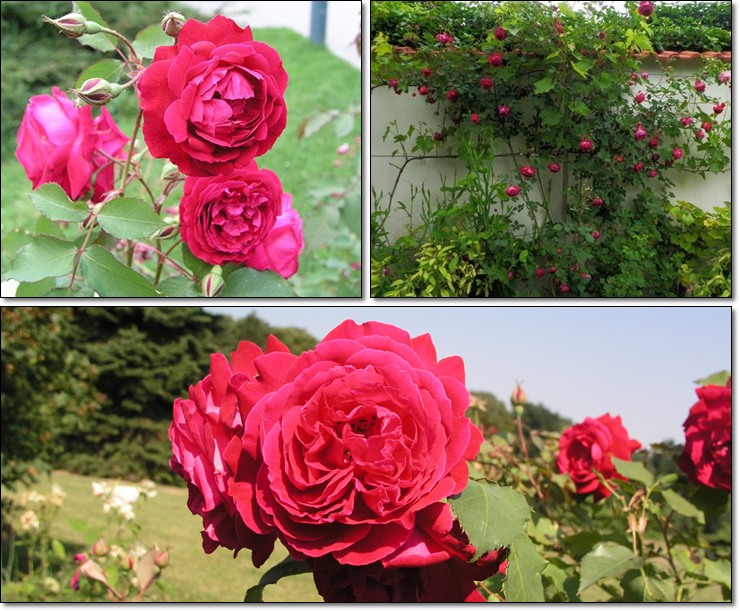 chińskie róże Gruss ana Teplitz