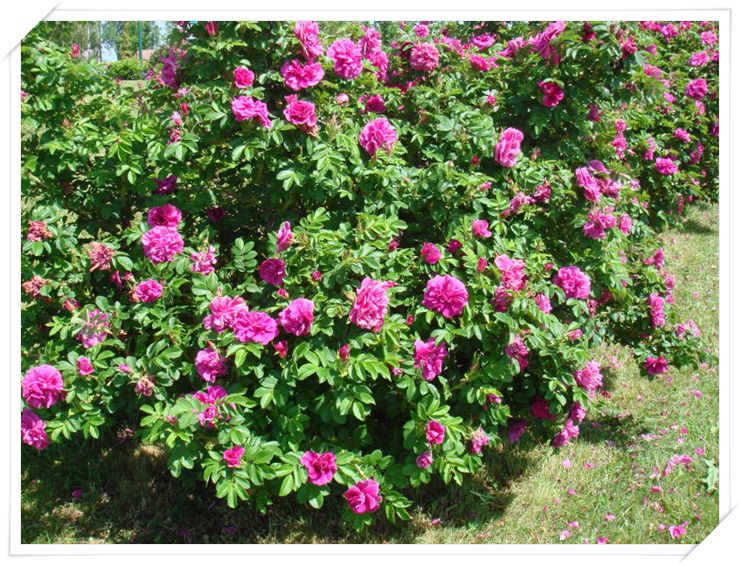Hansa róże krzaczaste rosa rugosa