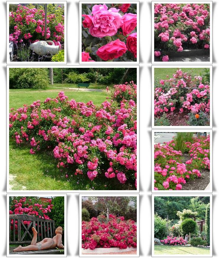 okrywowe róże Heidetraum