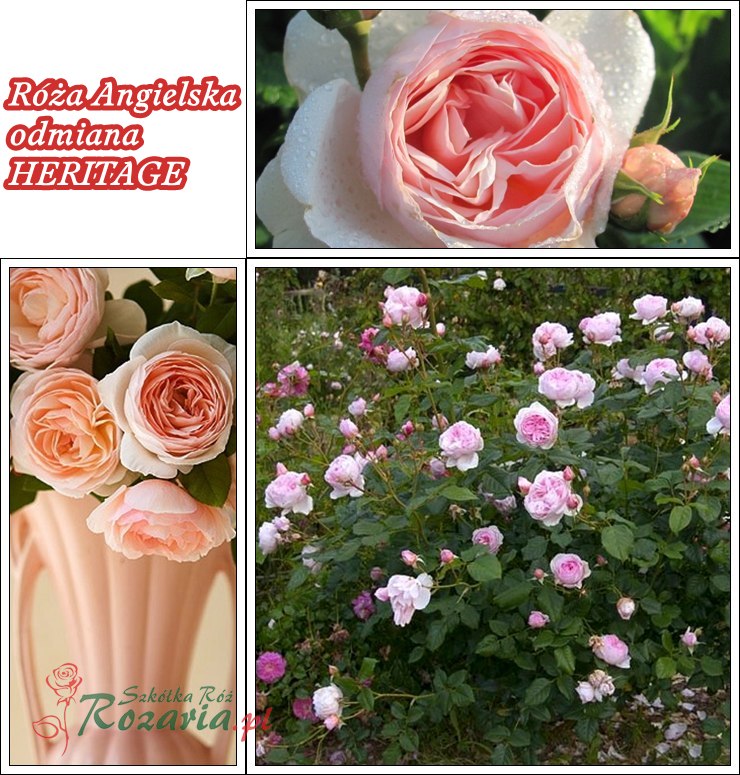 róze angielskie Heritage kolaż