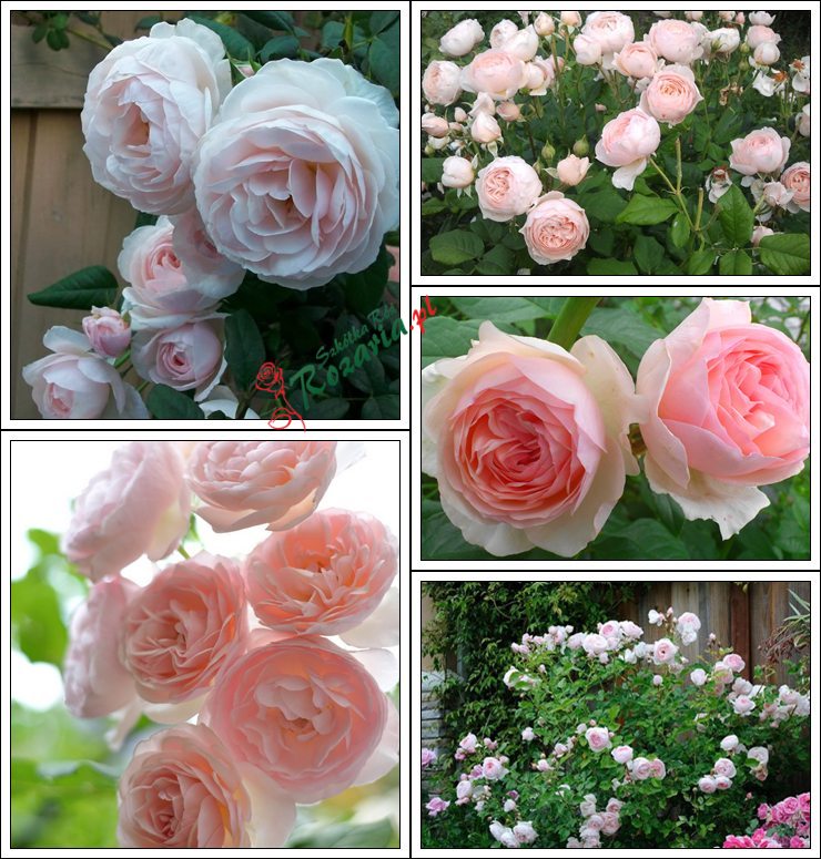 parkowe róze angielskie heritage