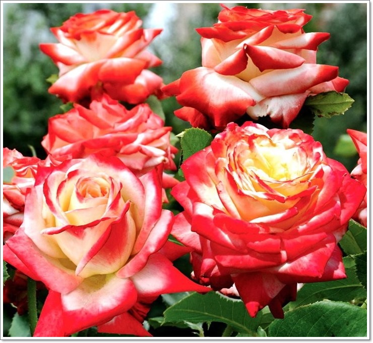 wielobarwne róże wielkokwiatowe imperatrice farah