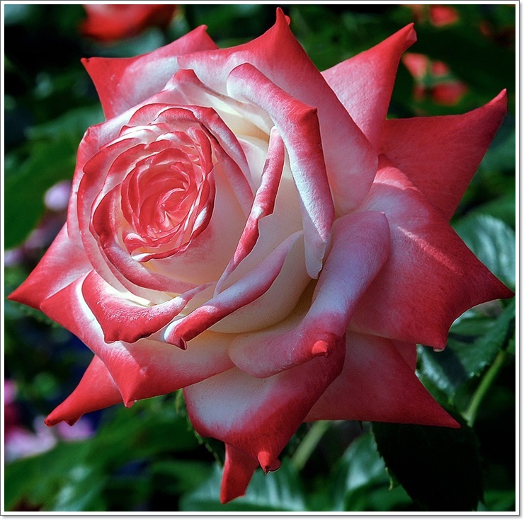 wielkokwiatowe wielobarwne róże Imperatrice Farah