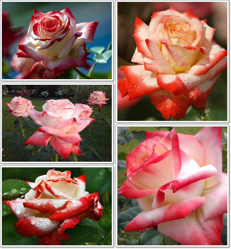 Imperatrice Farah wielkokwiatowe róże