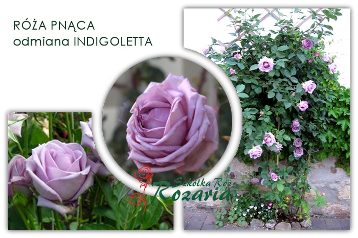 roze pnące Indigoletta