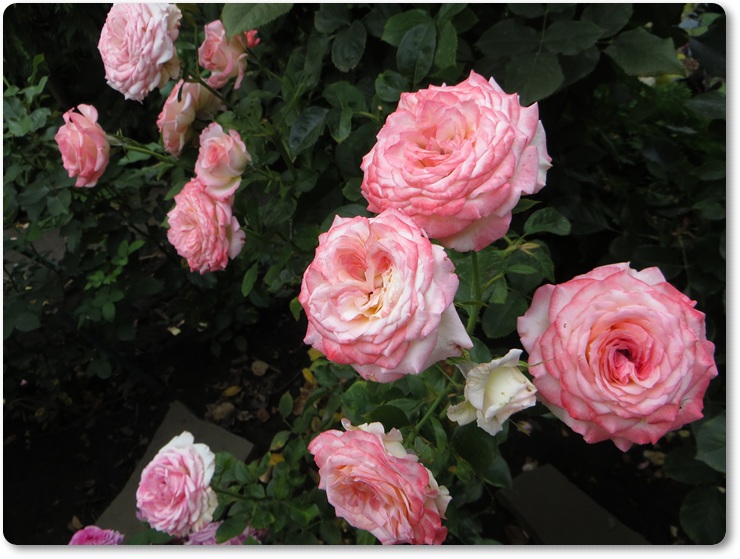 róże wielkokwiatowe Isabelle Aubret