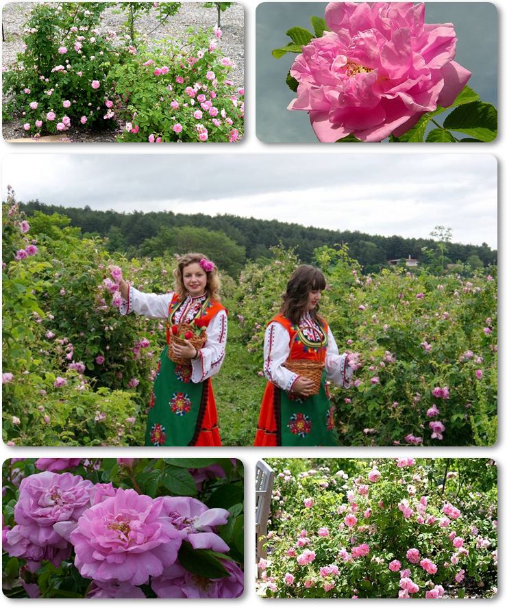 damasceńskie róże historyczne Kazanlik