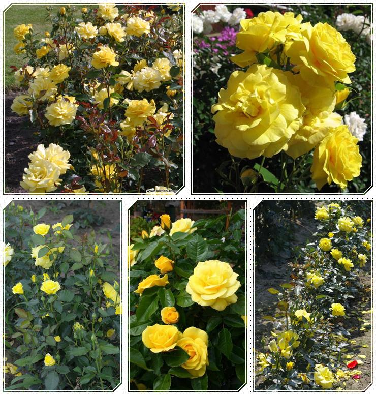 Korresia żółte róże rabatowe