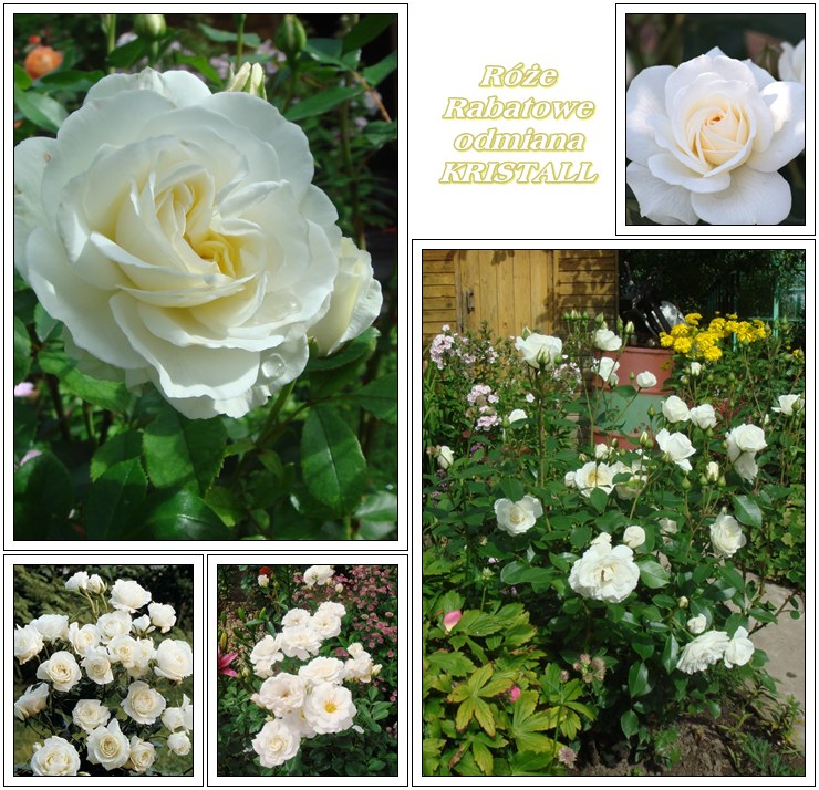 Kristall białe róże rabatowe