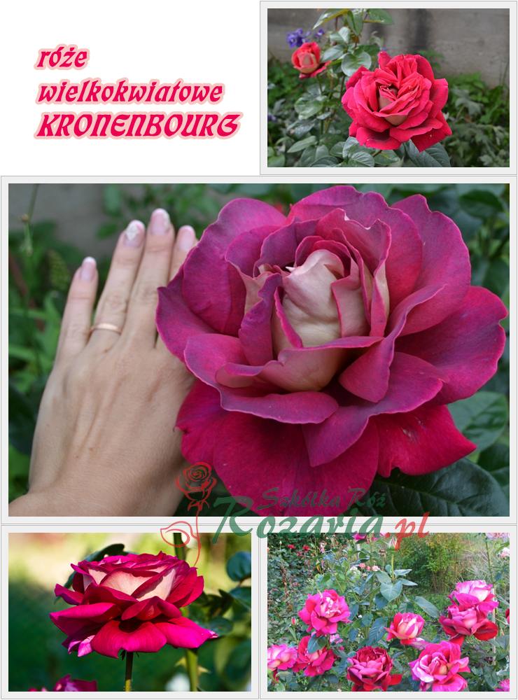 kronenbourg róże wielkokwiatowe