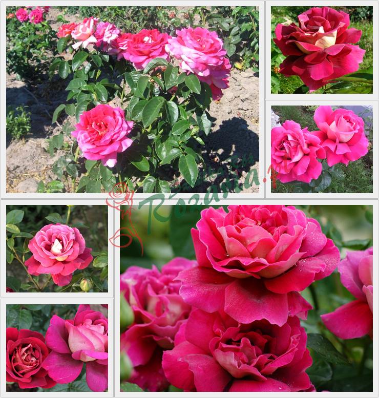 róże wielkokwiatowe kronenbourg