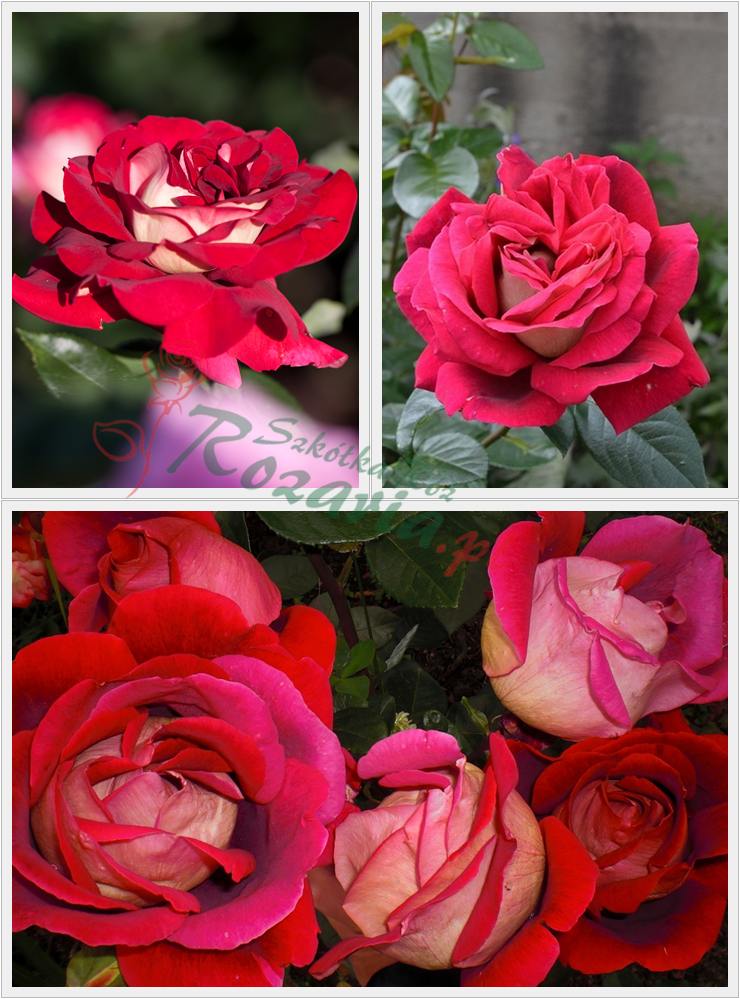 wielkokwiatowe róże kronenbourg
