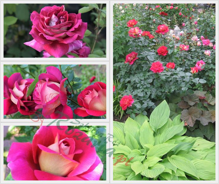 wielobarwne wielkokwiatowe róże kronenbourg