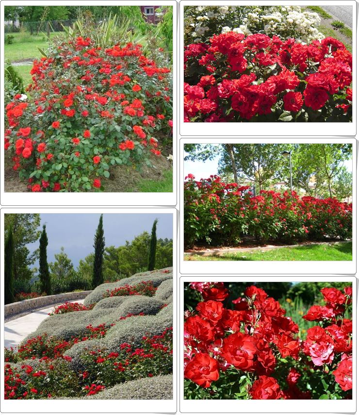 czerwone róże rabatowe La Sevillana