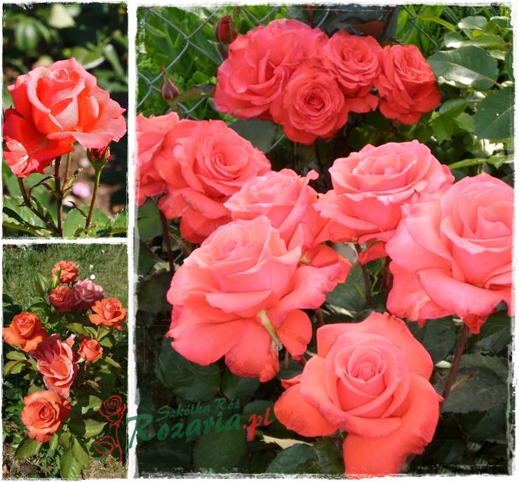 wielkokwiatowe róże pomaranczowe Lady Rose