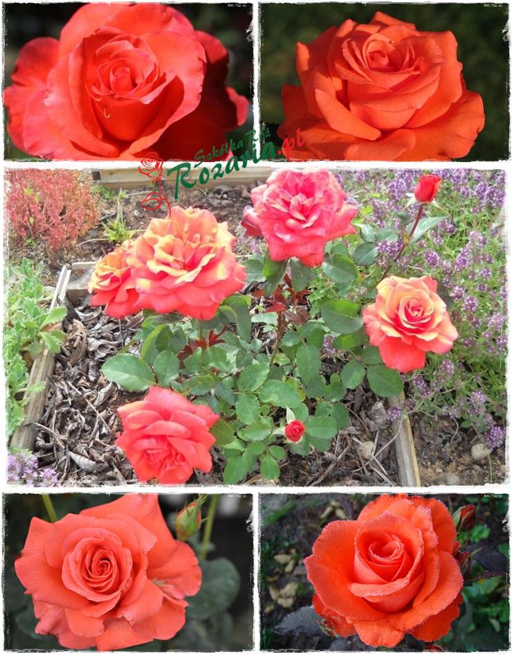 wielkokwiatowe pomarańczowe róże Lady Rose