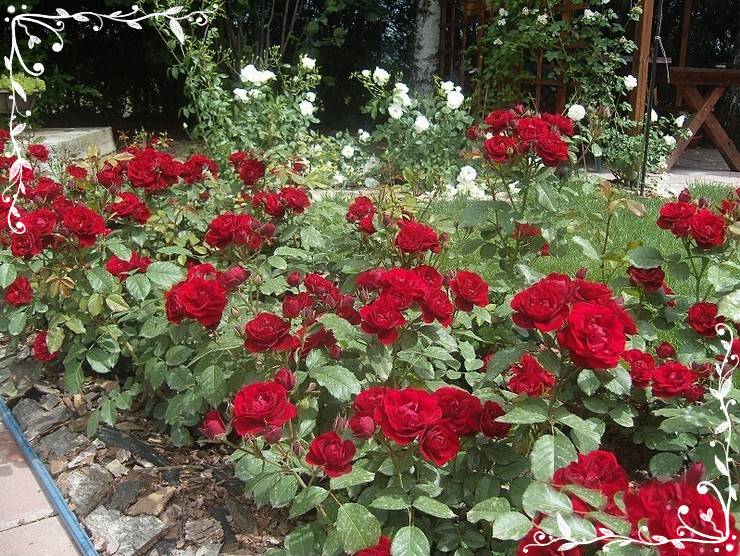 Lavaglut rabatowe róze bordowe