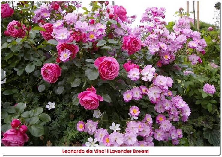 róze rabatowe Lavender Dream i Leonargo da Vinci