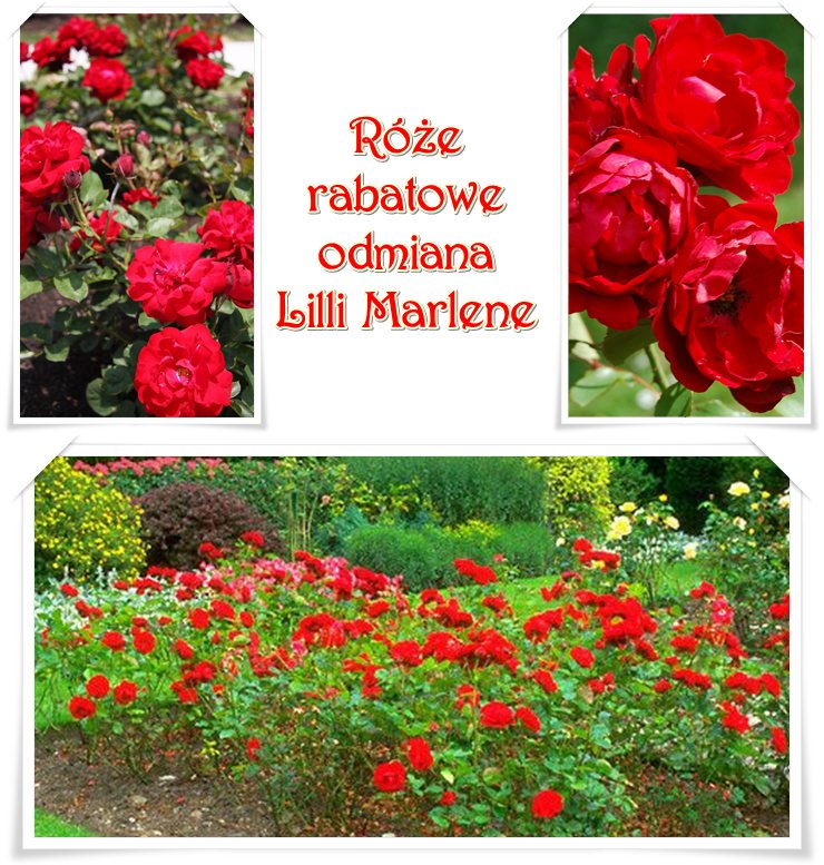 lilli Marlene róże rabatowe