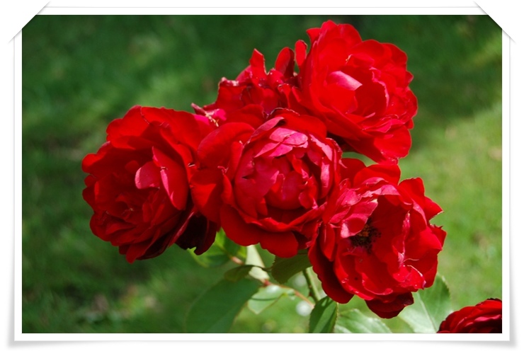 róże rabatowe Lilli Marlene