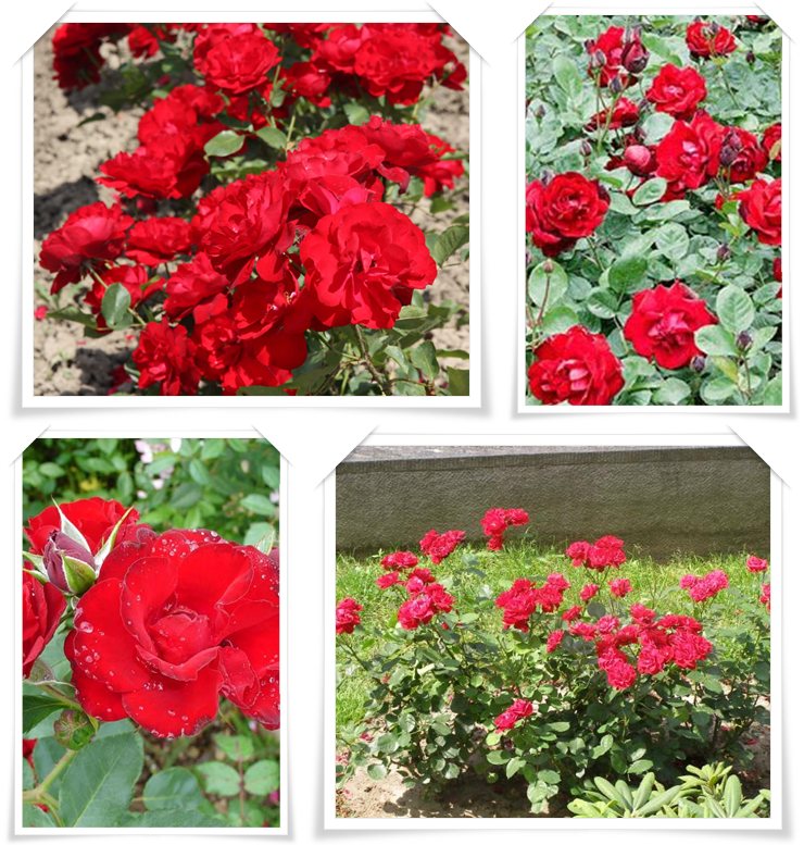 czerwone róże rabatowe Lilli Marlene