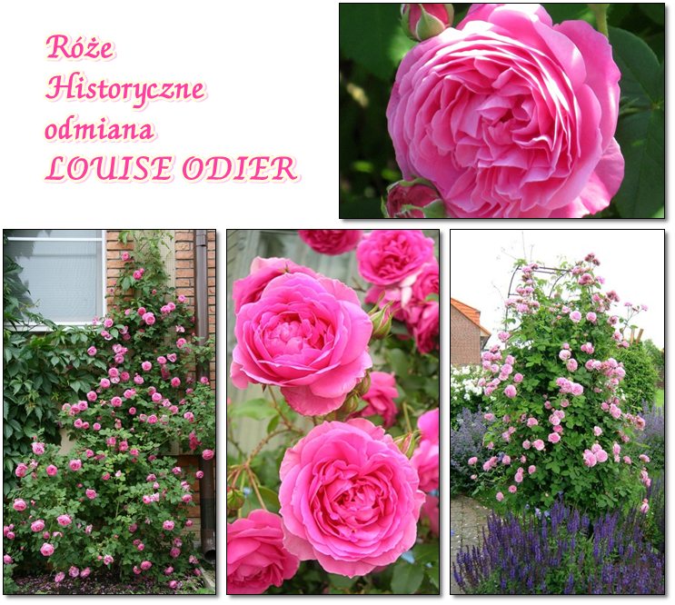 Róże historyczne Louise Odier