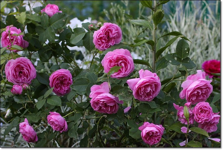 historyczne róże Louise Odier