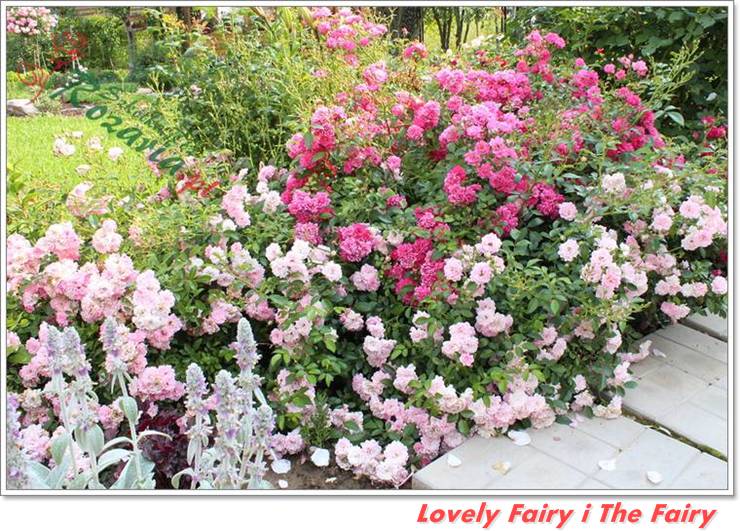 okrywowe roze Lovely Fairy