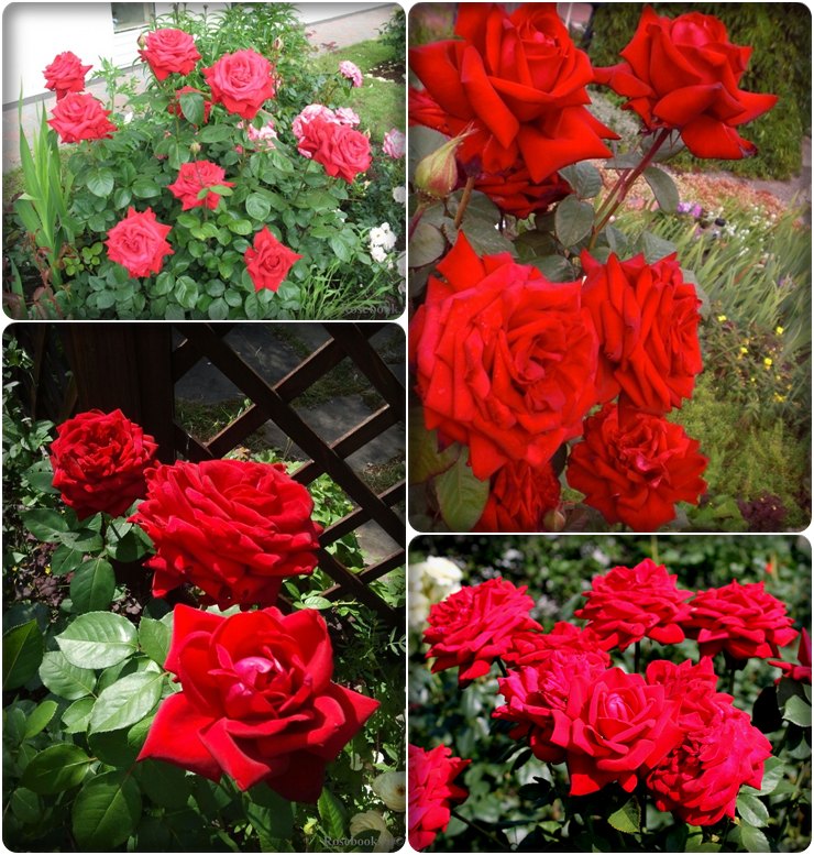 bordowe róże wielkokwaitowe Loving Memory