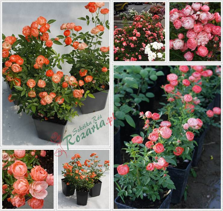 Margo koster - pomarańczowe róże okrywowe