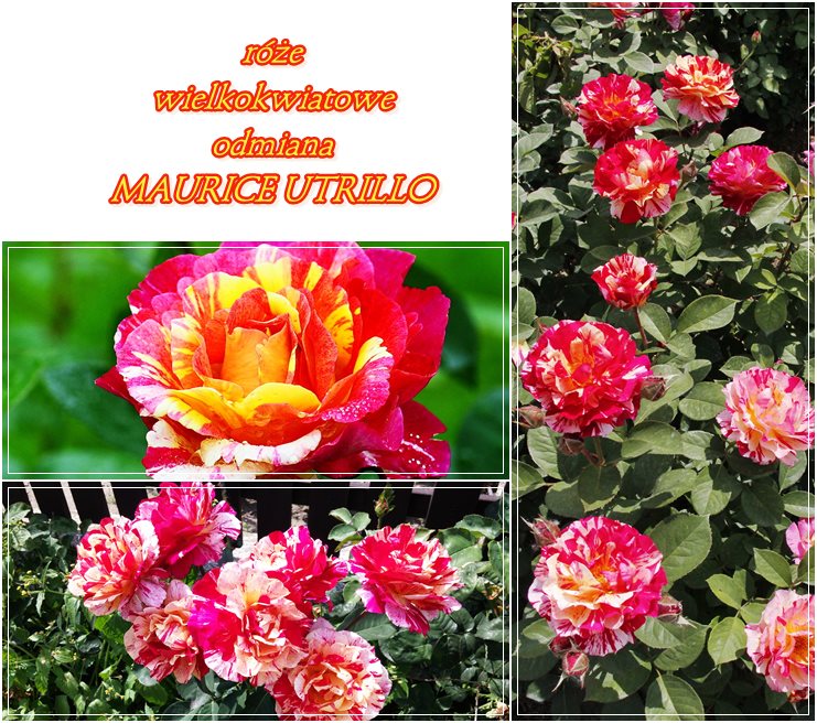 róże wielkokwiatowe Maurice Utrillo