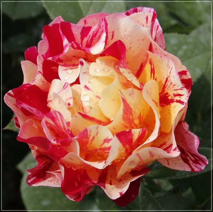wielobarwne róże wielkokwiatowe Maurice Utrillo