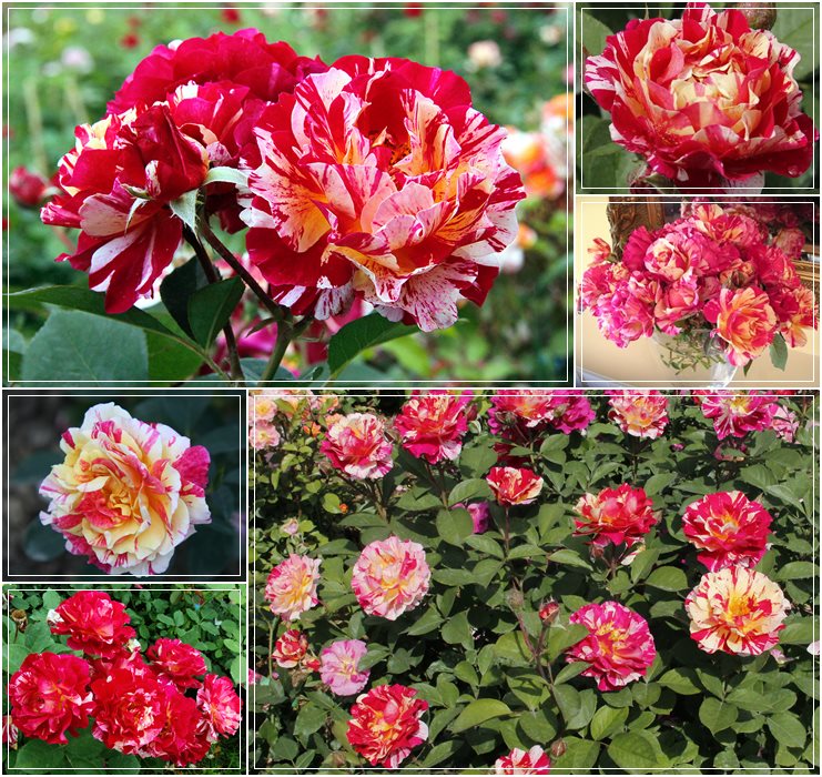 Maurice Utrillo wielobarwne róże wielkokwiatowe