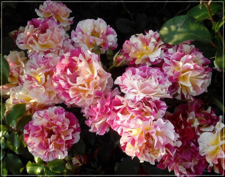 Maurice Utrillo róże wielkokwiatowe