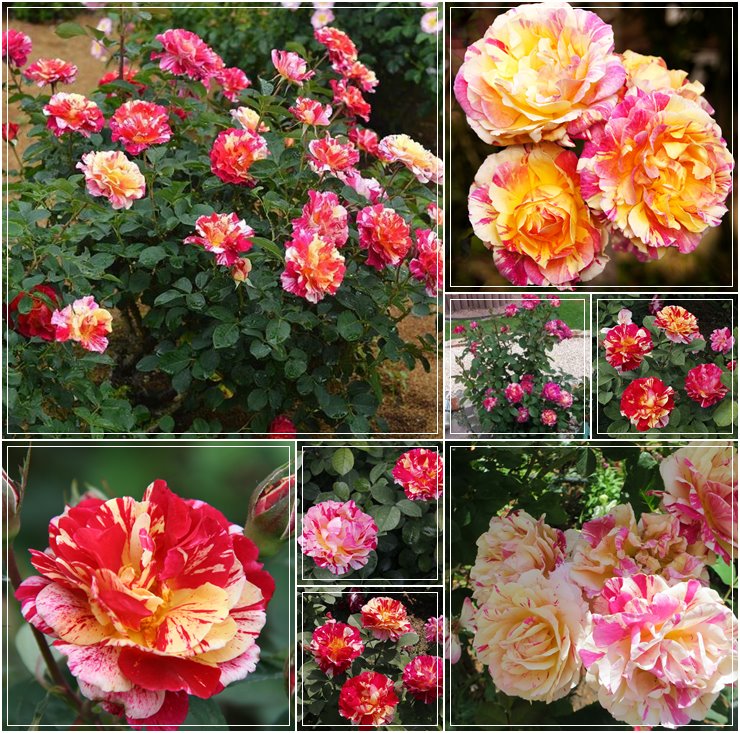 wielkokwiatowe róże Maurice Utrillo